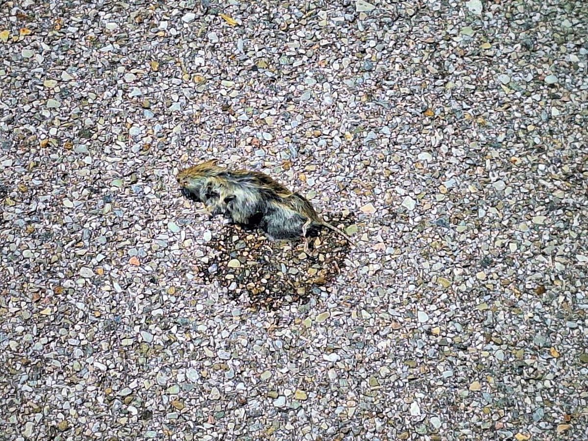 Foto: photo_2025-09-12_12-00-53.jpg