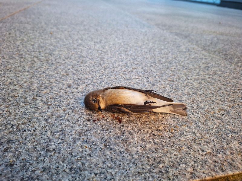 Toter Vogel mit langen, spitzen Flügeln auf gefliestem Boden (vermutlich Mauersegler oder Schwalbe)