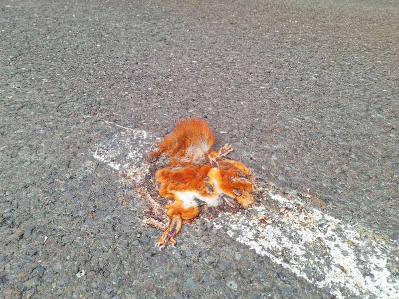 Überfahrenes Eichhörnchen mit rotbraunem Fell auf einer Asphaltstraße