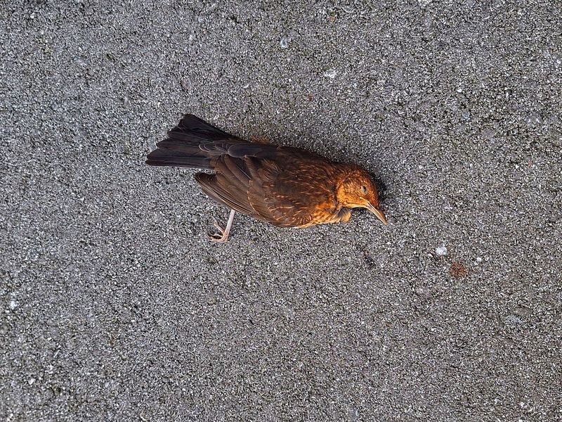 Toter brauner, drosselartiger Singvogel auf Asphalt (vermutlich Amsel-Weibchen)