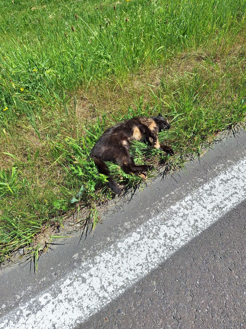 Tote Hauskatze mit dunklem Fell im Gras am Straßenrand