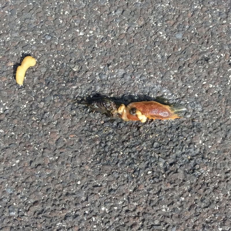 Kleiner überfahrener Tierrest auf Asphalt, Tierart nicht erkennbar