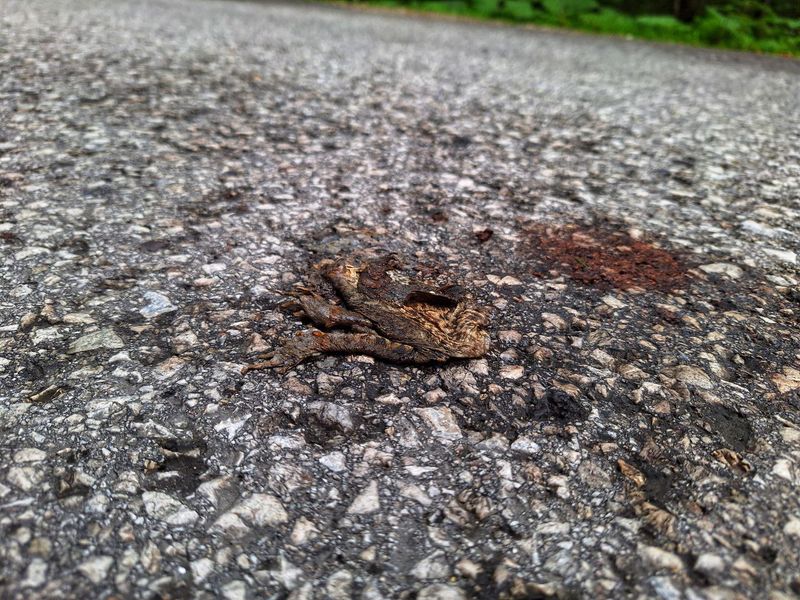 Überfahrene Amphibie auf Asphalt (vermutlich Erdkröte)