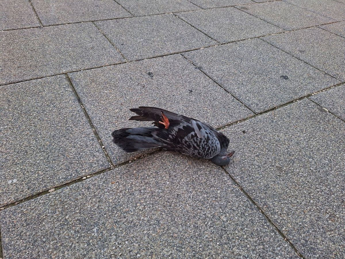 Foto: photo_2025-09-12_12-00-51.jpg