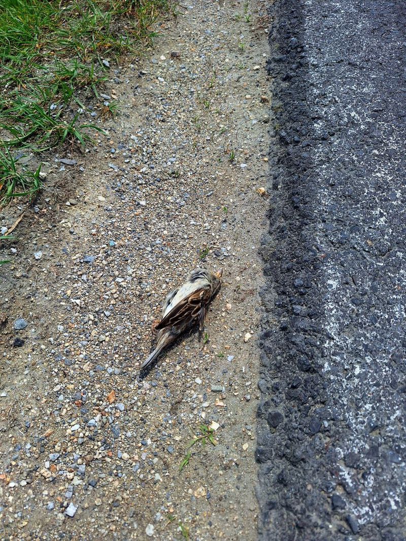 Foto: photo_2025-09-12_12-00-40.jpg