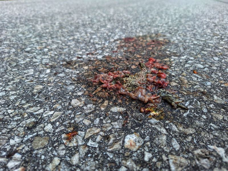 Frisch überfahrenes Tier auf Asphalt mit Blut, Tierart nicht erkennbar
