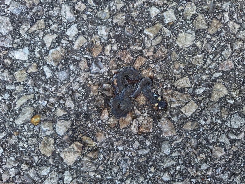 Kleiner dunkler überfahrener Tierrest auf Asphalt, Tierart nicht erkennbar
