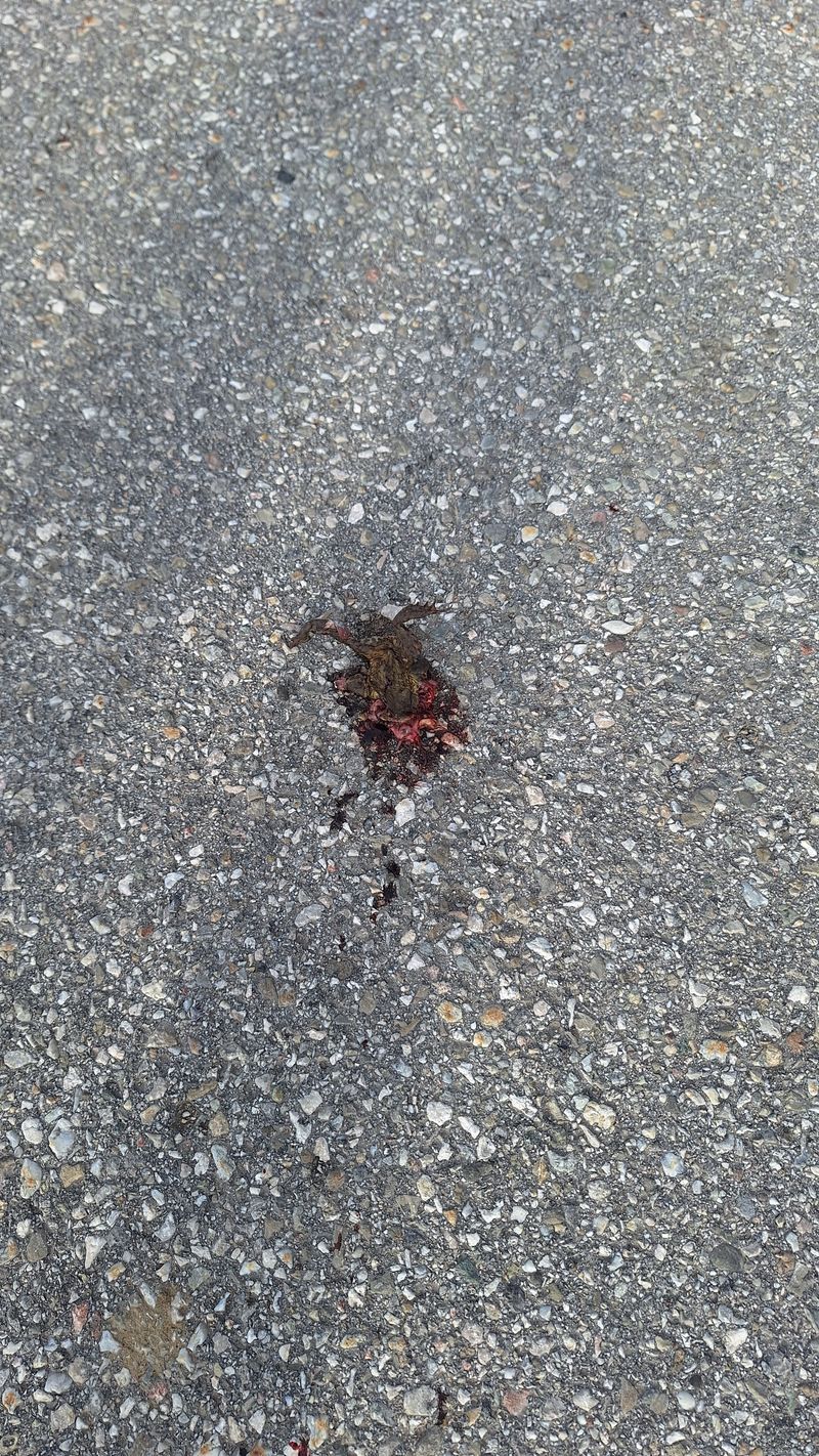 Kleiner überfahrener Tierrest auf Asphalt, vermutlich Frosch