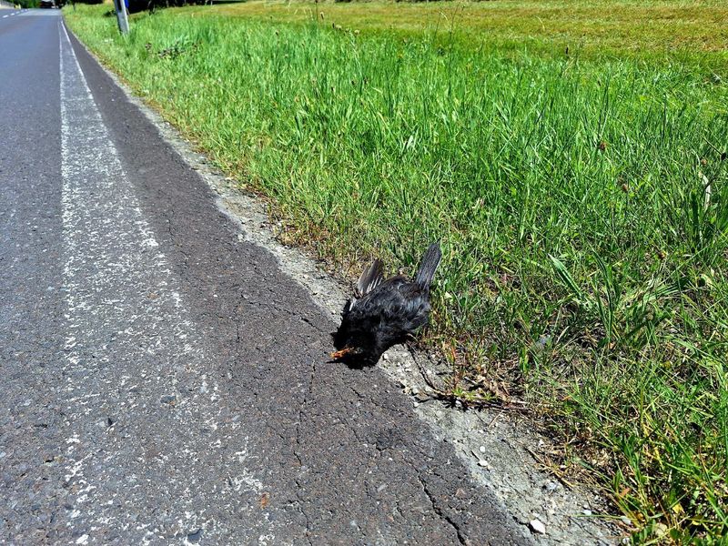 Toter schwarzer Vogel am Fahrbahnrand auf der weißen Randlinie (vermutlich Amsel)