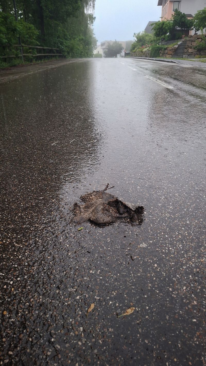 Ein totes Tier liegt auf der Fahrbahn.