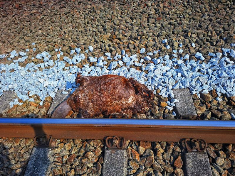 Tierkadaver auf einer Bahnschiene im Gleisschotter, Tierart nicht erkennbar