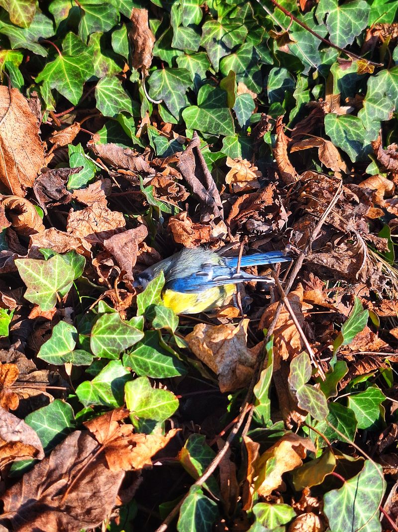 Toter Vogel mit blau-gelbem Gefieder (Blaumeise) zwischen Efeu und Herbstlaub am Boden