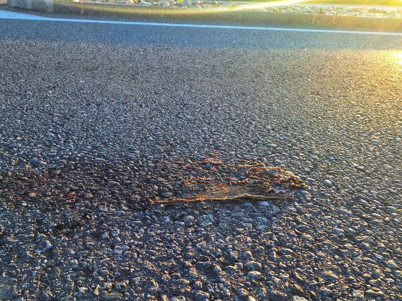 Überfahrenes Tier auf Asphalt im flachen Gegenlicht, Tierart nicht erkennbar